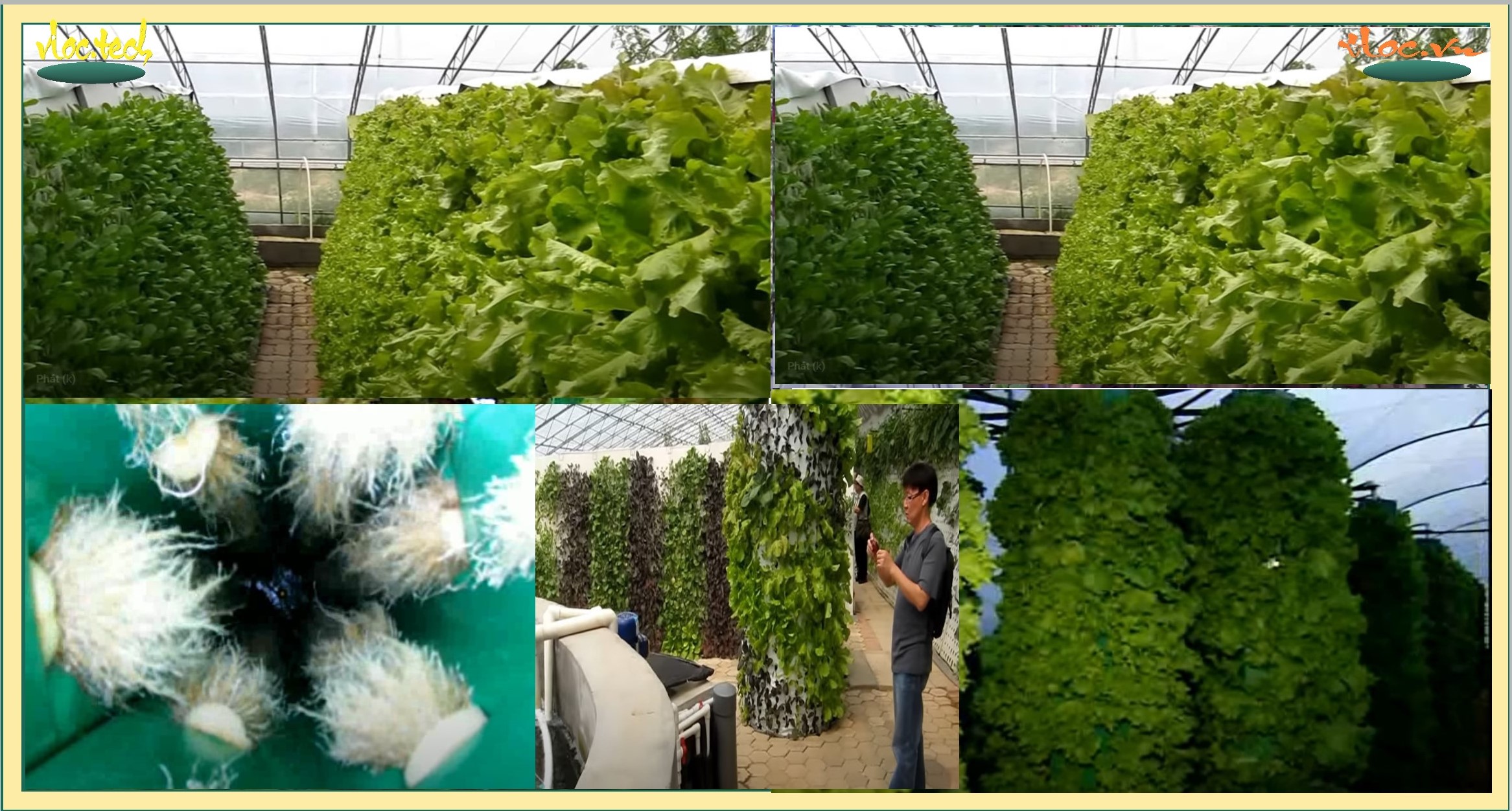 aeroponic.vlc3